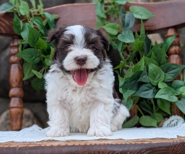 Medium Photo #52 Havanese Puppy For Sale in GOSHEN, IN, USA