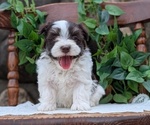 Small Photo #52 Havanese Puppy For Sale in GOSHEN, IN, USA