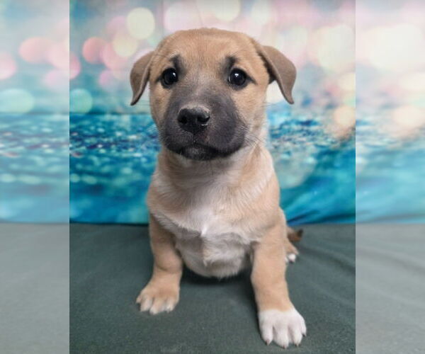 Medium Photo #2 Labrador Retriever-Unknown Mix Puppy For Sale in Lakewood, CO, USA