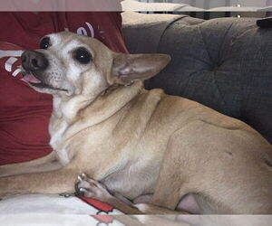 Lewis [bonded to Steve] - Male Chihuahua-Unknown Mix Dog for Adoption - Photo #3