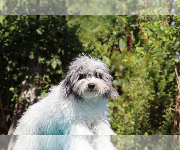 Medium Photo #3 Poodle (Toy) Puppy For Sale in DYERSBURG, TN, USA