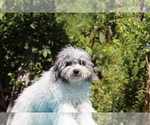 Small #2 Poodle (Toy)