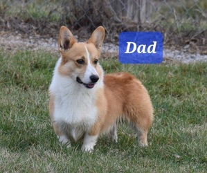 Father of the Pembroke Welsh Corgi puppies born on 04/02/2025