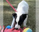 Small #2 Mutt
