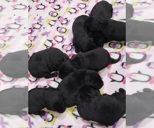 Medium Photo #2 Labrador Retriever Puppy For Sale in OLYMPIA, WA, USA