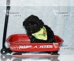 Small #13 Poodle (Toy)