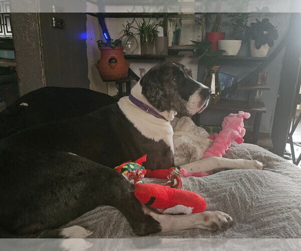 Medium Photo #2 Great Dane Puppy For Sale in Bullard, TX, USA