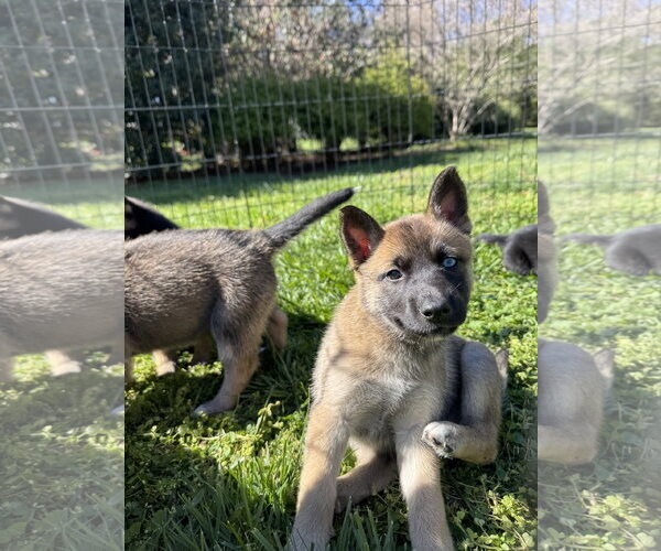 Medium Photo #2 Siberian Husky-Unknown Mix Puppy For Sale in Holly Springs, NC, USA