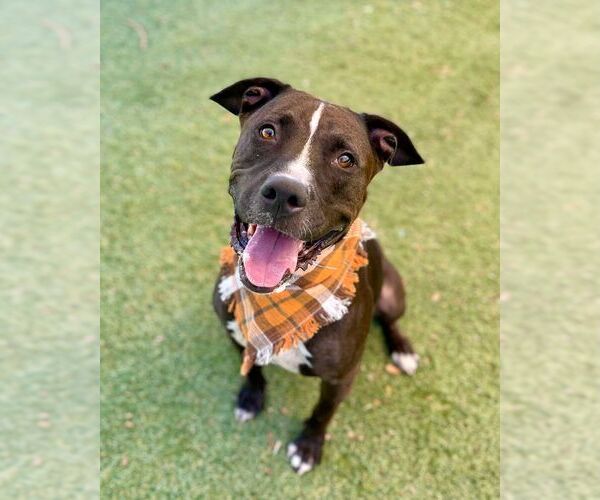 Medium Photo #1 American Pit Bull Terrier Puppy For Sale in Henderson, NV, USA