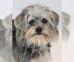 Chihuahua-Unknown Mix Dogs for adoption in Kennesaw, GA, USA