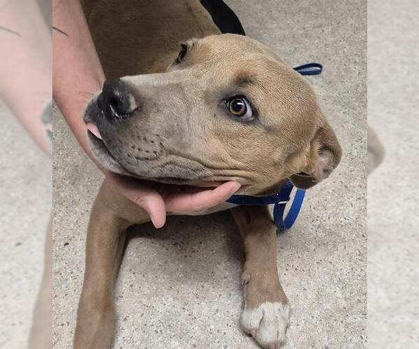 Medium Photo #1 Mutt Puppy For Sale in Bakersfield, CA, USA