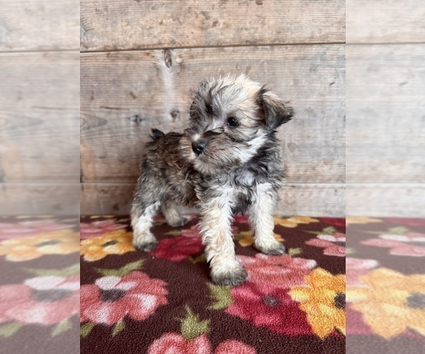 Medium Photo #14 Schnauzer (Miniature) Puppy For Sale in VERMONTVILLE, MI, USA