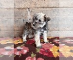 Small #13 Schnauzer (Miniature)