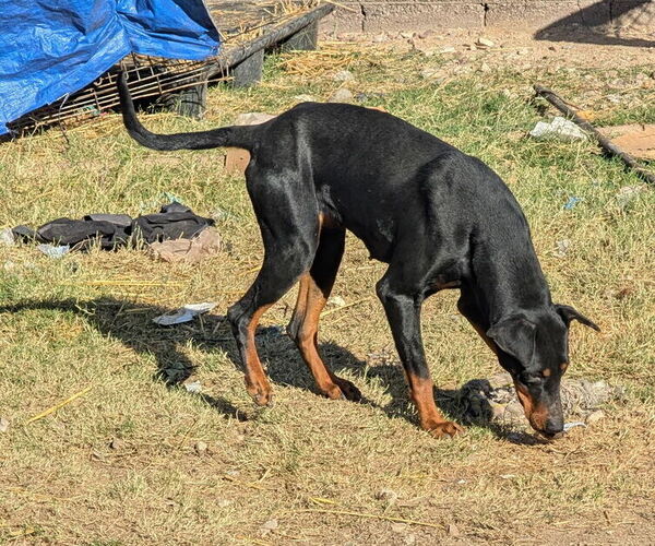 Medium Photo #1 Doberman Pinscher Puppy For Sale in PHOENIX, AZ, USA