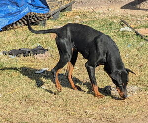 Doberman Pinscher Dog for Adoption in PHOENIX, Arizona USA