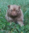 Small Photo #1 Pomeranian Puppy For Sale in BETHEL, OH, USA