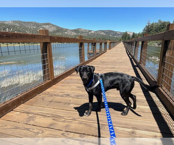 Medium Photo #1 Labrador Retriever-Unknown Mix Puppy For Sale in Woodland Hills, CA, USA