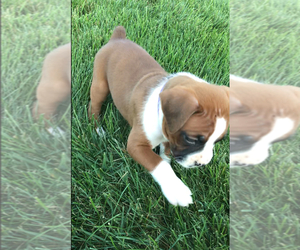 Boxer Puppy for sale in APPLE CREEK, OH, USA