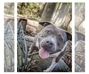 Sage - Female Mutt Dog for Adoption - Photo #3