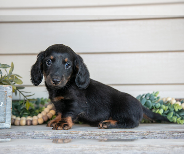 Medium Photo #2 Dachshund Puppy For Sale in NAPPANEE, IN, USA