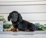 Small #1 Dachshund