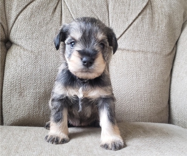 Medium Photo #9 Schnauzer (Miniature) Puppy For Sale in LEESBURG, VA, USA