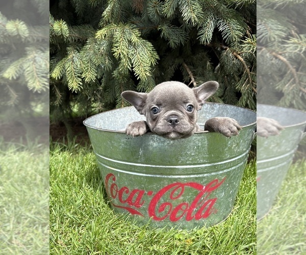 Medium Photo #3 French Bulldog Puppy For Sale in MIDDLEBURY, IN, USA
