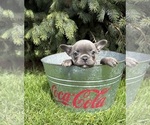 Small #2 French Bulldog
