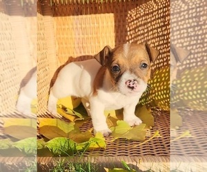 Jack Russell Terrier Puppy for sale in FREDERICKSBURG, OH, USA