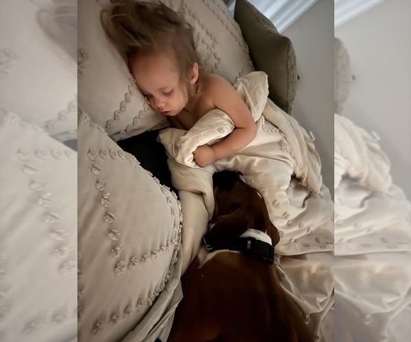 Medium Photo #5 Boxer Puppy For Sale in WILLISTON, FL, USA