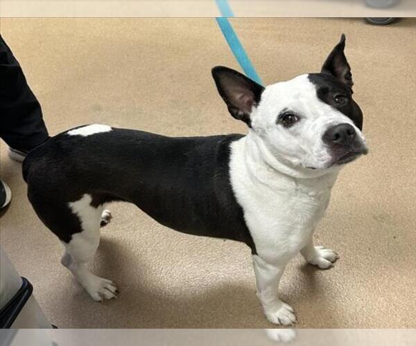 Medium Photo #1 Mutt Puppy For Sale in Norco, CA, USA