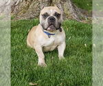 Small #1 American Bulldog-Staffordshire Bull Terrier Mix