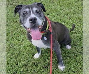 Mutt Dogs for adoption in Fort Lauderdale, FL, USA