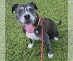 COBY - Male Mutt Dog for Adoption - Small photo