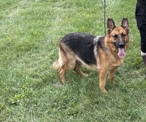Mother of the German Shepherd Dog puppies born on 09/20/2026