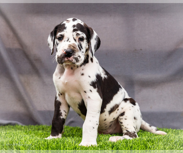 Medium Photo #2 Great Dane Puppy For Sale in WAKARUSA, IN, USA