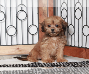 ShihPoo Puppy for sale in NAPLES, FL, USA