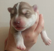Small Photo #1 Siberian Husky Puppy For Sale in ORLANDO, FL, USA