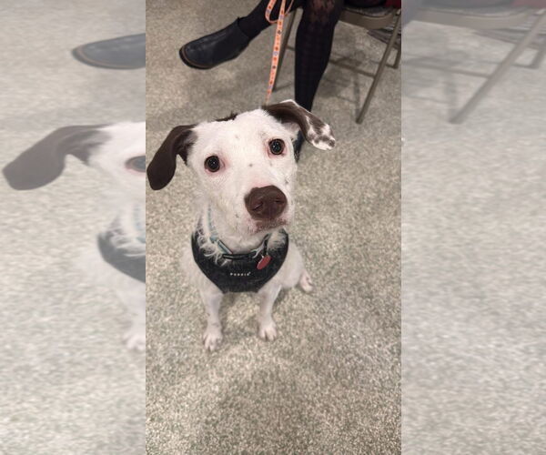 Medium Photo #3 American Pit Bull Terrier-Poodle (Standard) Mix Puppy For Sale in St. Louis Park, MN, USA