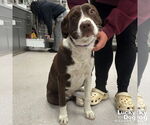 Small #1 Lab-Pointer