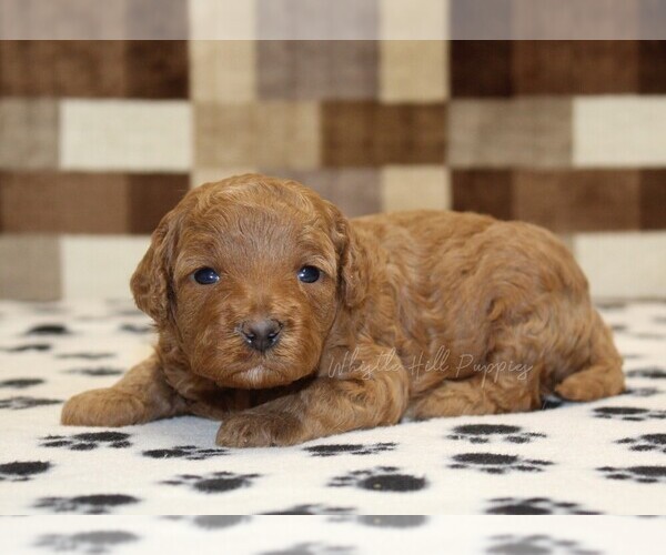 Medium Photo #1 Cavapoo (Miniature) Puppy For Sale in DENVER, PA, USA