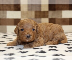Cavapoo (Miniature) Puppy for sale in DENVER, PA, USA