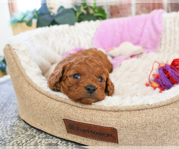 Medium Photo #3 Cavapoo Puppy For Sale in SYRACUSE, IN, USA