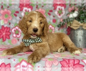 Goldendoodle Puppy for sale in LANCASTER, PA, USA