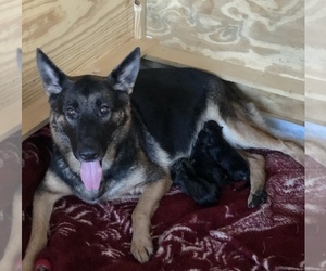 Mother of the German Shepherd Dog-Siberian Husky Mix puppies born on 09/10/2020