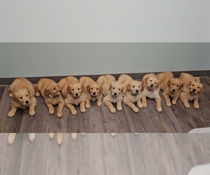 Golden Retriever Puppy for Sale in MINNEAPOLIS, Minnesota USA