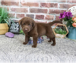 Small #3 Labrador Retriever
