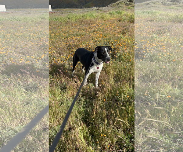 Medium Photo #17 Australian Shepherd-Maremma Sheepdog Mix Puppy For Sale in Dana Point, CA, USA