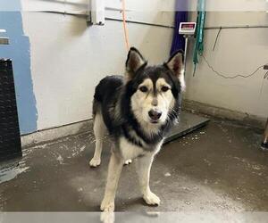 Alaskan Malamute Dogs for adoption in Camarillo, CA, USA