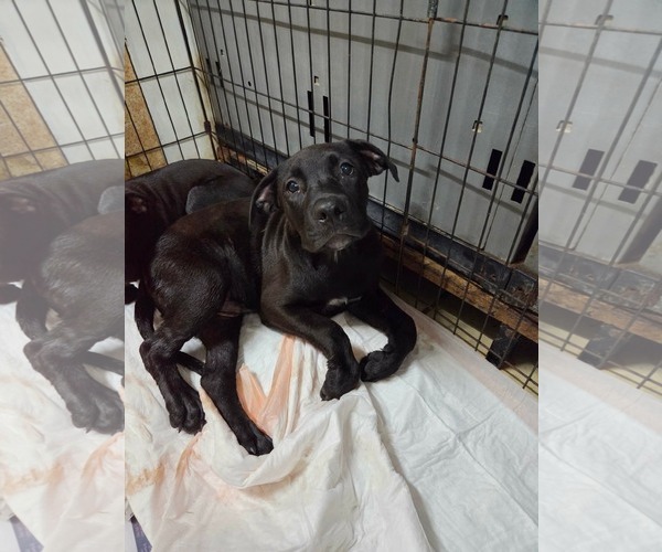 Medium Photo #1 Mutt Puppy For Sale in El Centro, CA, USA